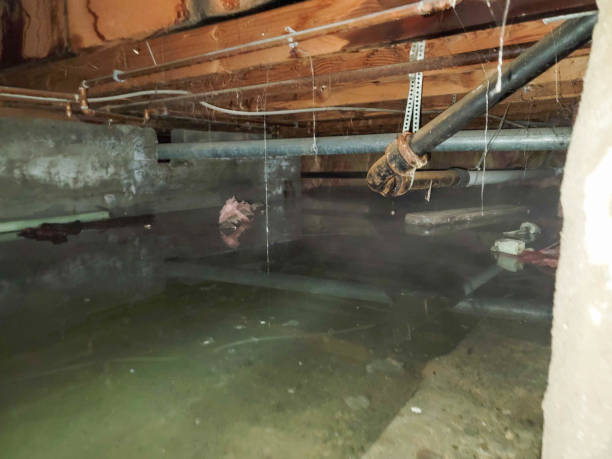 Best Sewage cleanup and water damage restoration  in Park City, MT